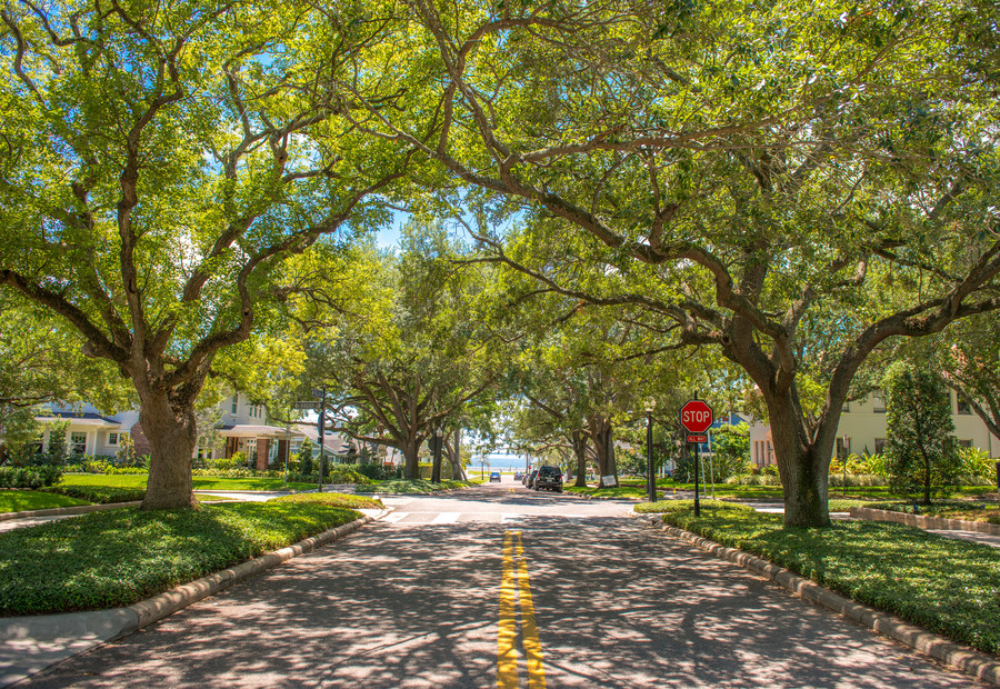Tree lined street in Tampa's Hyde Park